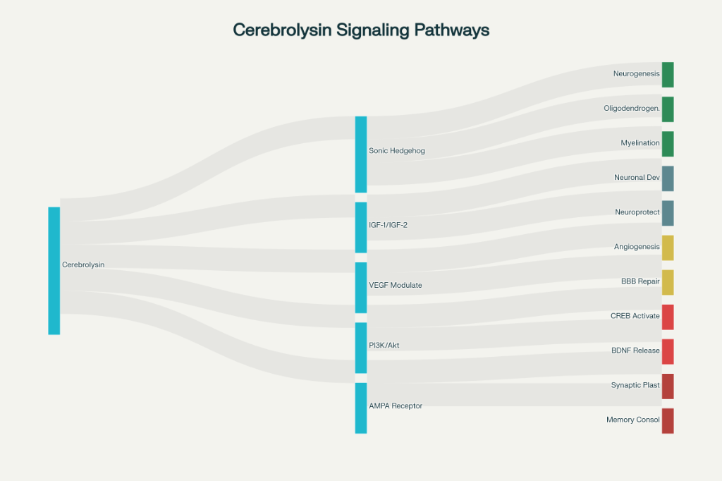 Cerebrolysin Signaling Pathways